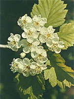 MSA CRATAEGUS OXYACA 50 ML - Newepa Srl