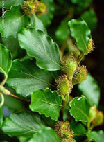 MSA FAGUS SYLVATICA 50 ML - Newepa Srl