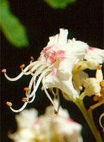 MSA AESCULUS HIPPOCA 50 ML - Newepa Srl
