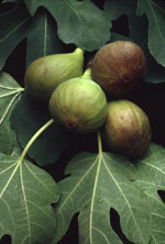 MSA FICUS CARICA 50 ML - Newepa Srl