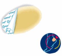 COMPEED VESCICHE CEROTTI FORMATO MEDIO 5 PEZZI - Newepa Srl
