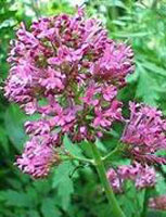 TINTURA SPAGIRICO ALCHEMICA DI VALERIANA OFFICINALIS 50 ML - Newepa Srl