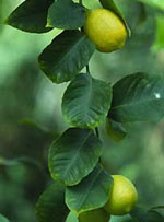 MSA CITRUS LIMONUM 50 ML - Newepa Srl