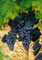MSA VITIS VINIFERA 50 ML - Newepa Srl